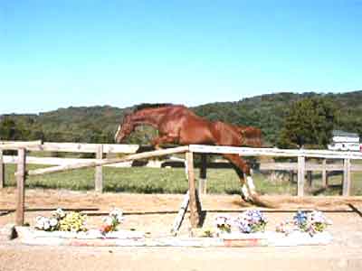 Larry free jump