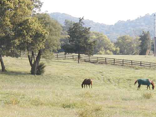 pasture1
